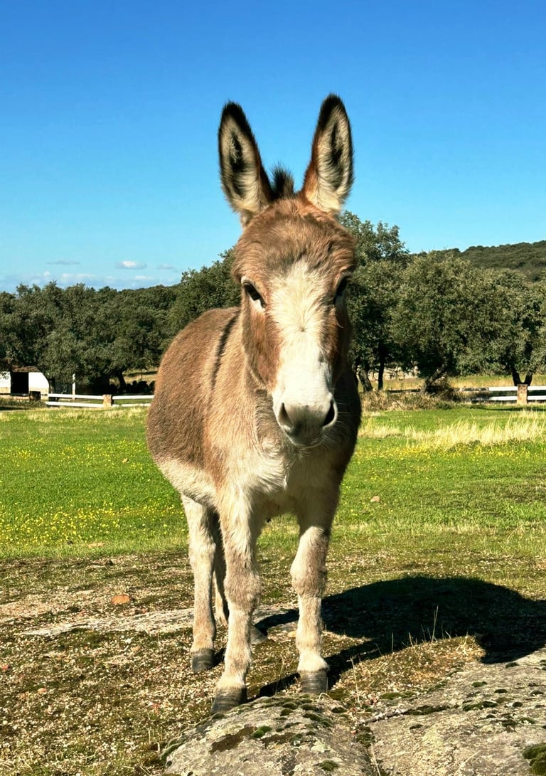Gros plan sur un âne miniature