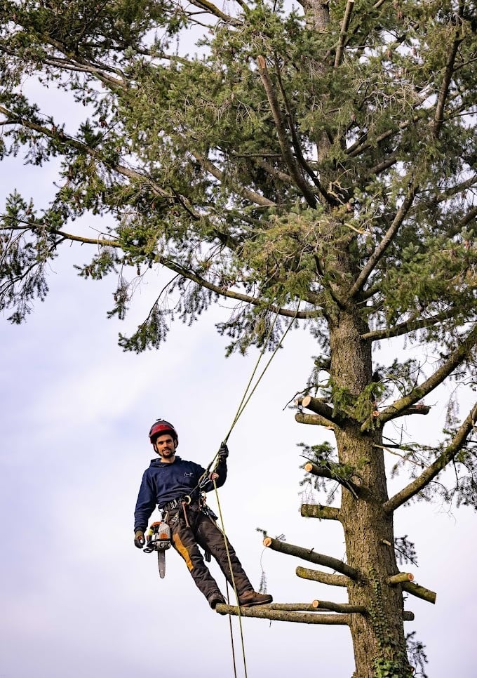 élagueur grimpeur encordé dans un arbre