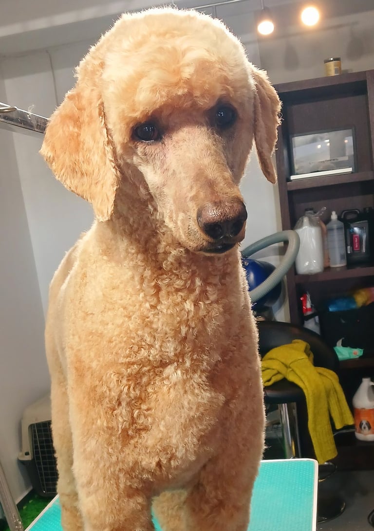 a big poodle standing on a table looking groomed