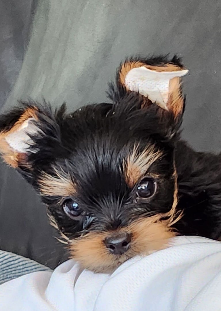 Mini yorkie en adopción 