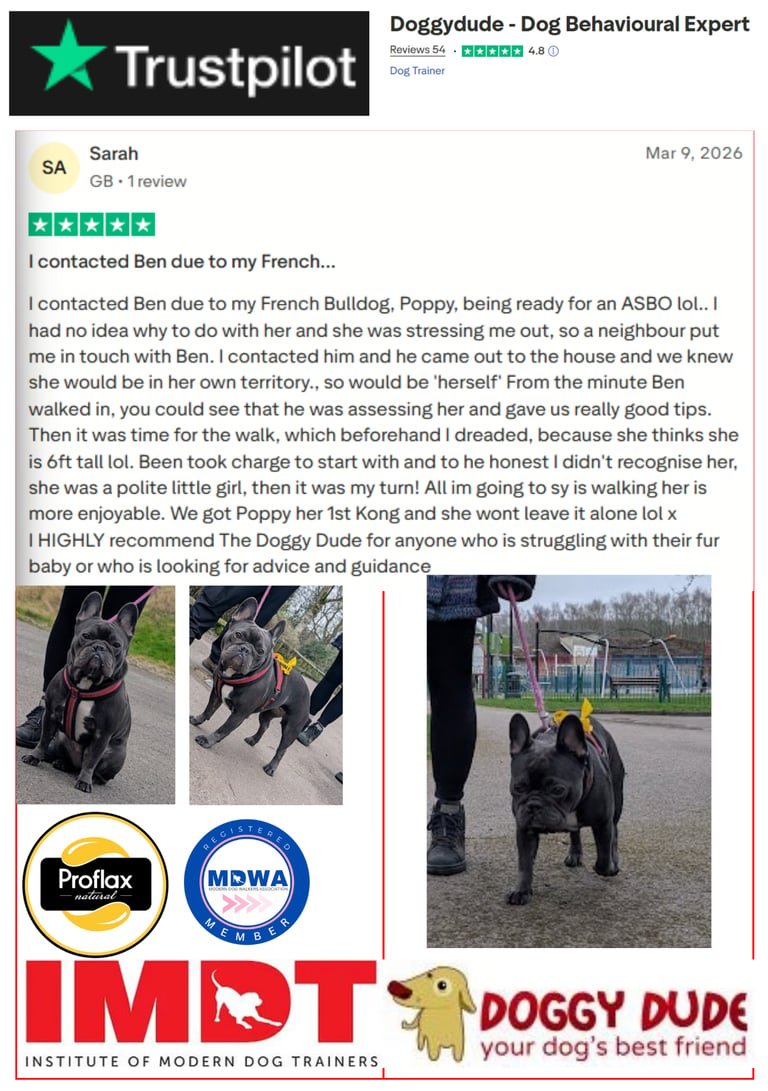 5-Star Trustpilot review for Ben the Doggy Dude behaviour training and dog walking in Radcliffe.
