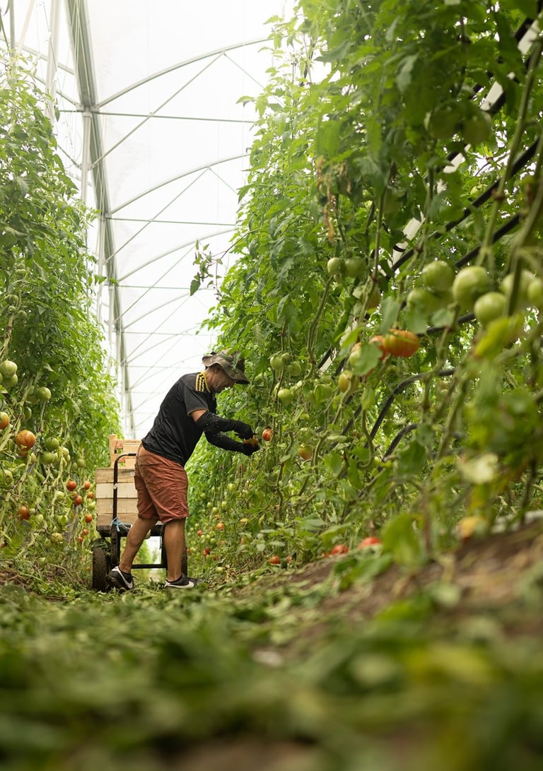 une personne qui récolte des tomates