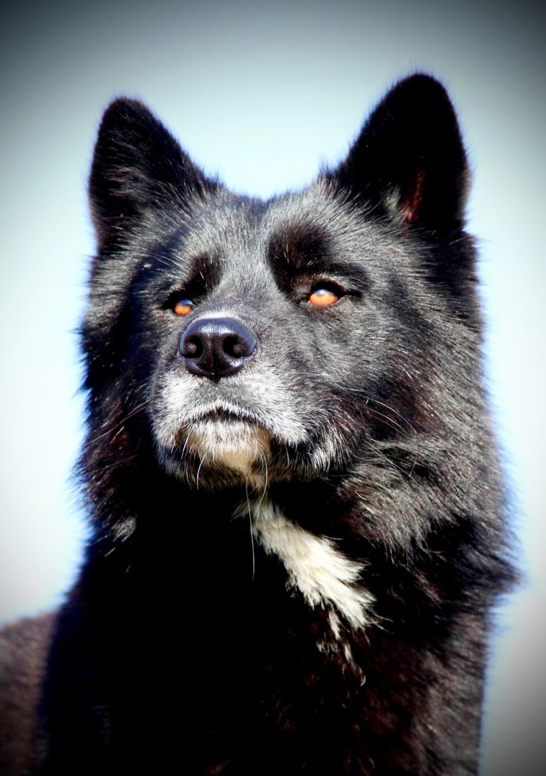 Husky-Erlebnisse, Husky-Ausfahrten, Husky-Trekkingtouren, Husky Abenteuer, Dietfurt, Bayern