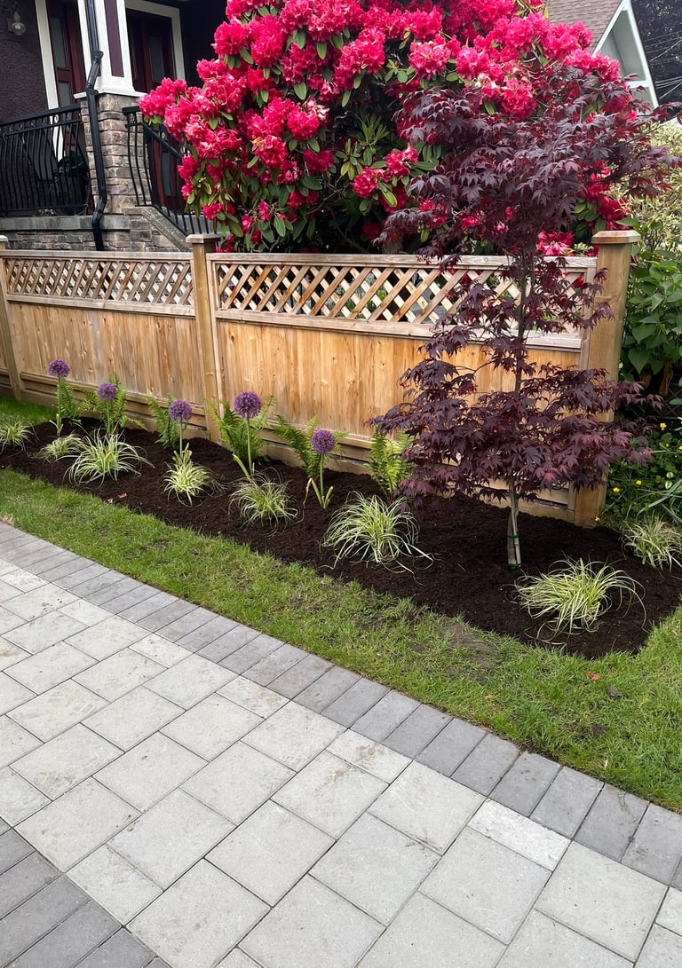 Garden Bed With Sedges, Alliums, and Red Maple