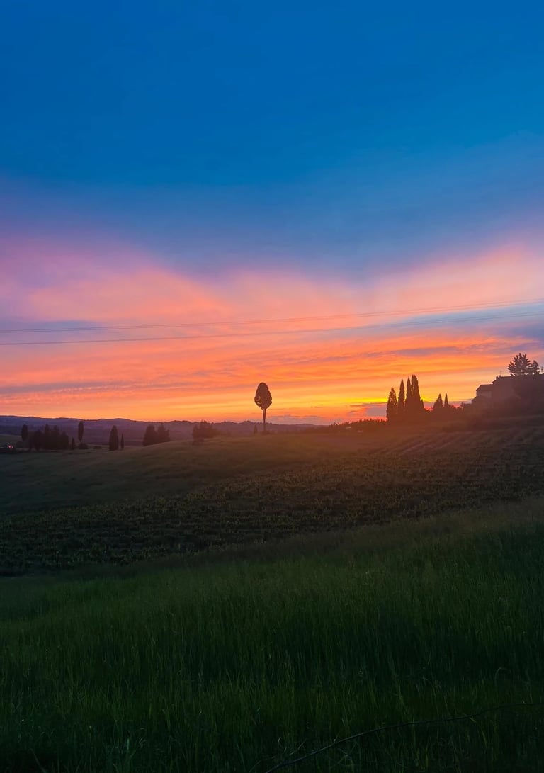 Beautiful sunset view over a lush vineyard landscape in Certaldo Alto, Tuscany