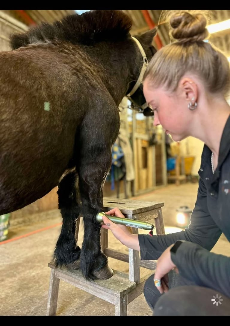 En hesteterapeut på Bornholm leder en hest gennem øvelser for helbredelse