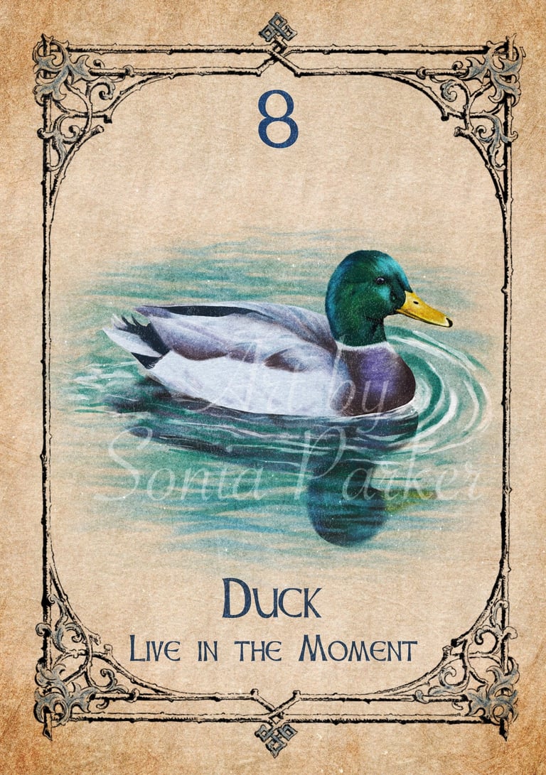 Duck card from the animal spirit oracle deck