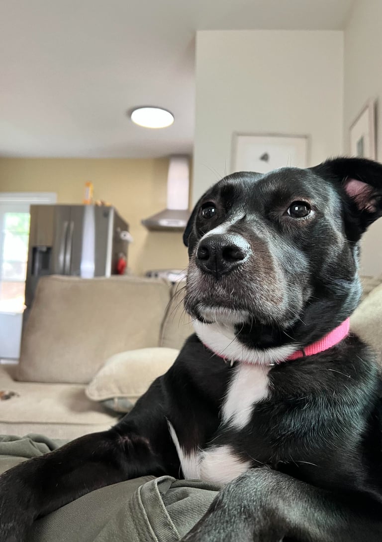 Dog looking relaxed OK while chilling on a humans leg