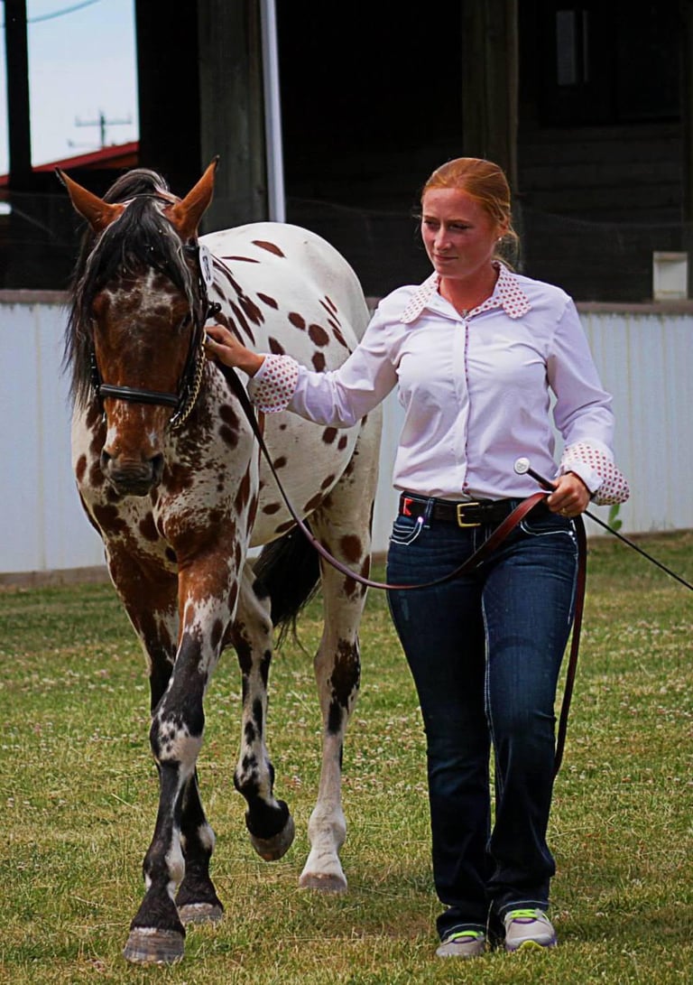 showing in  hand as a 3 year old with Lindsey Comstock