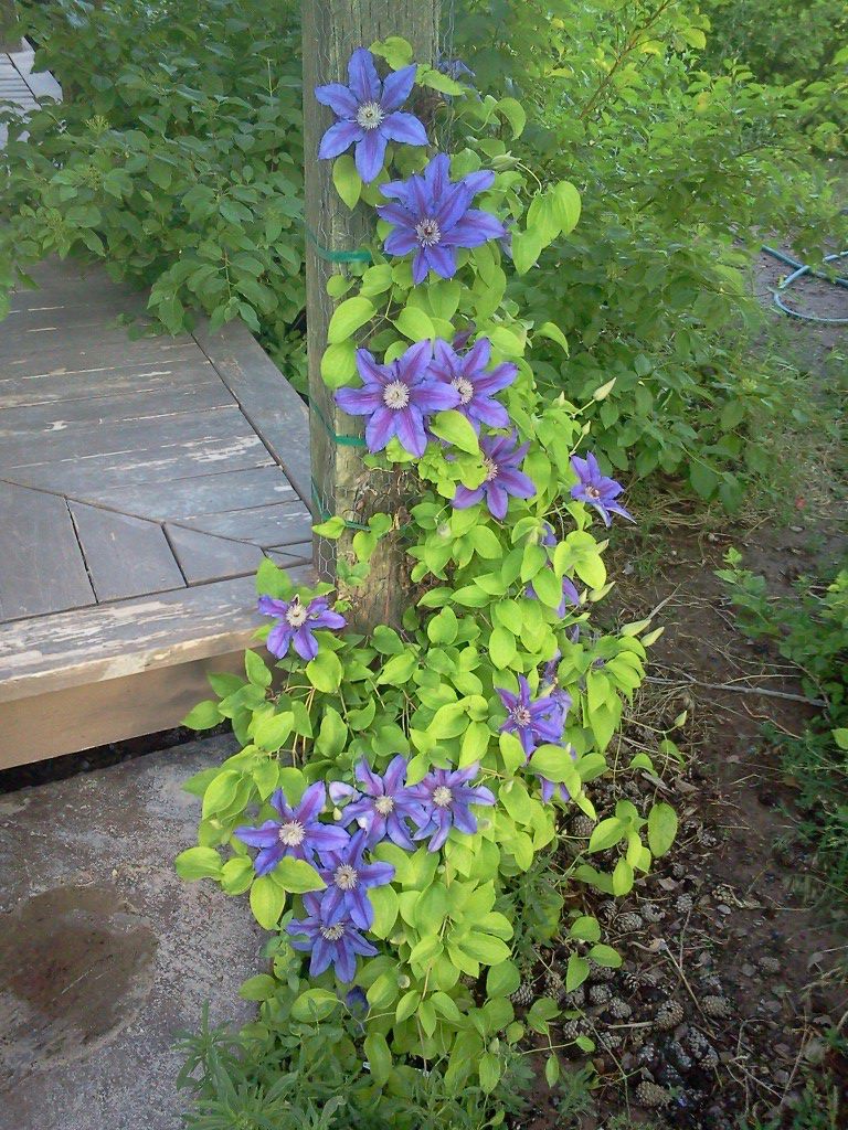 Purple-blue Clematis vine climbing a wooden post near a garden deck, with lush green foliage
