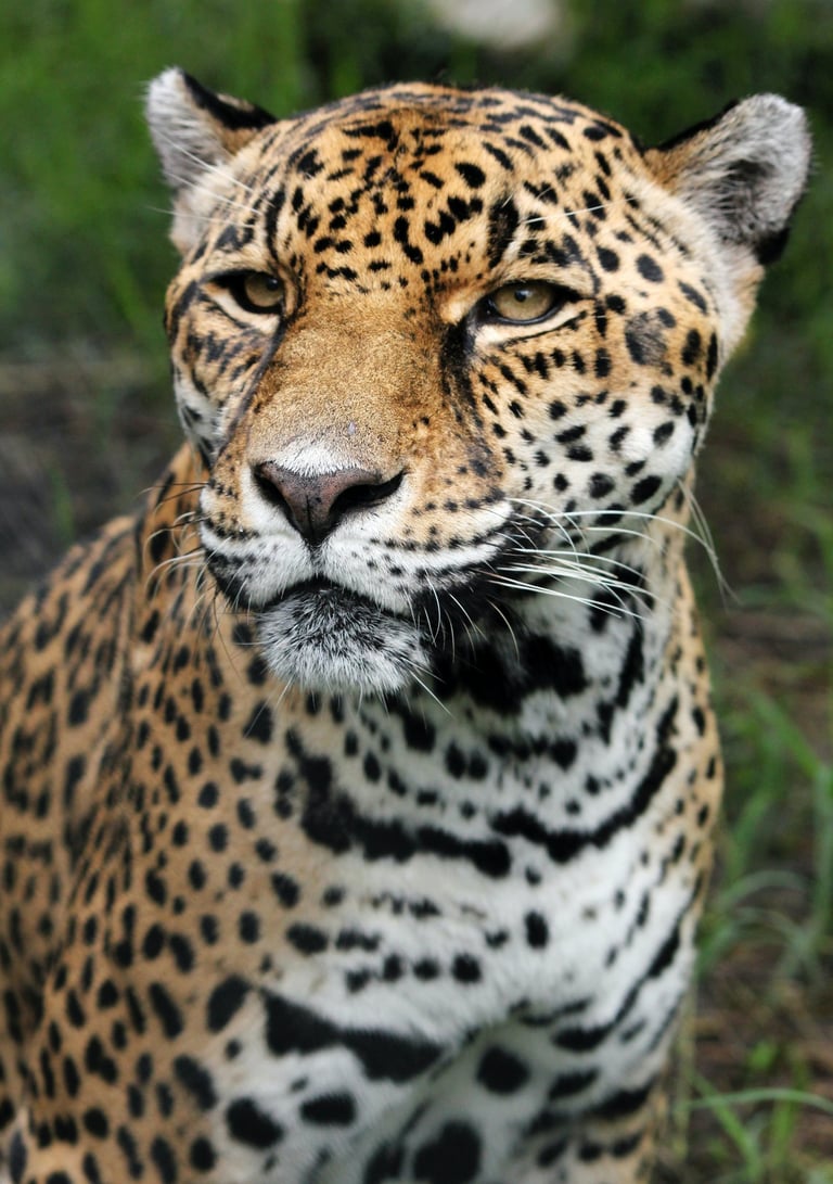 Jaguar- Conservation Status: Near Threatened Omar Mena on Unsplash