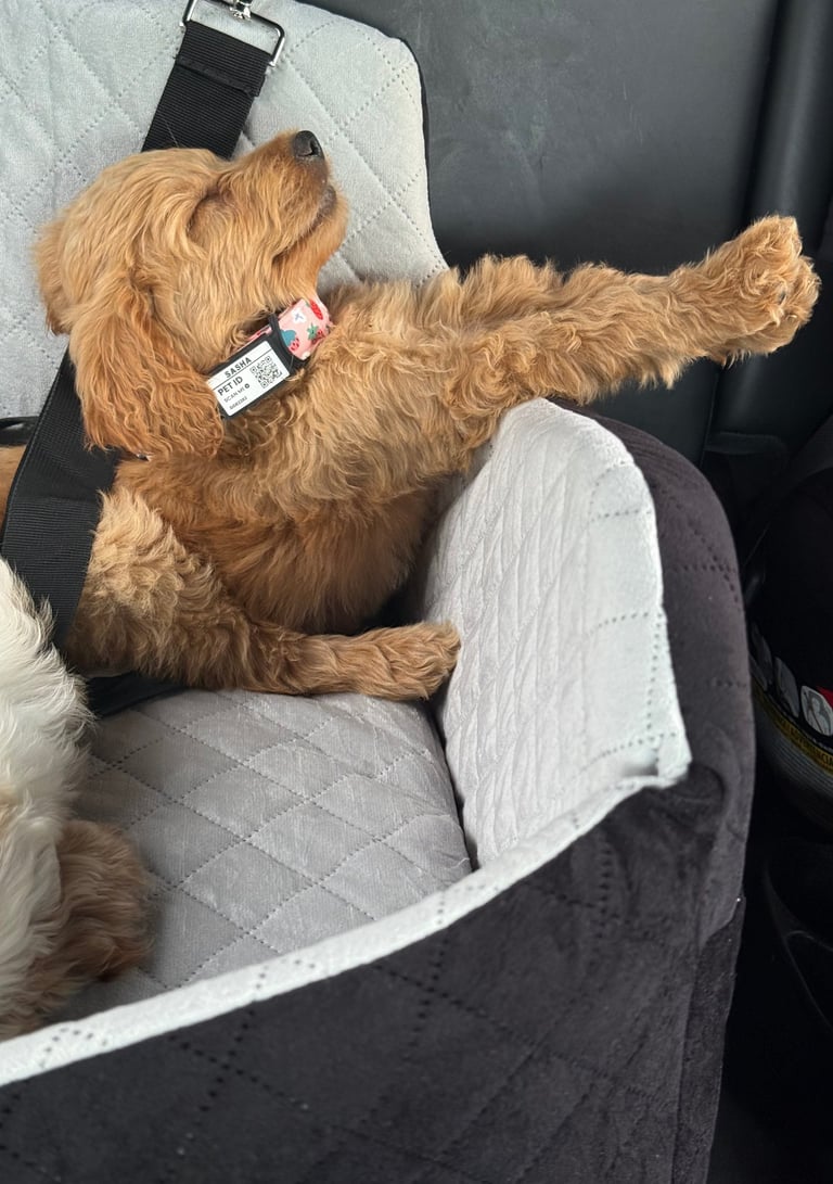 A small brown puppy sleeping comfortably in a padded gray car booster seat with a safety harness.