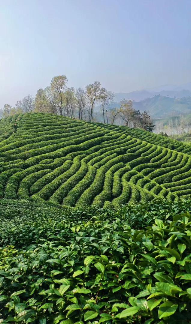 Xinyang tea garden in Henan China