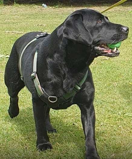 Dave, the labrador walking in the Risca Cricket grounds.