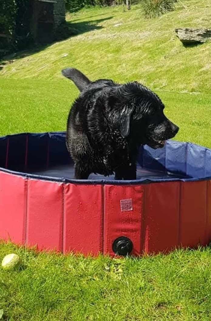 Estee - Black Labrador splashing in the pool and keeping cool..