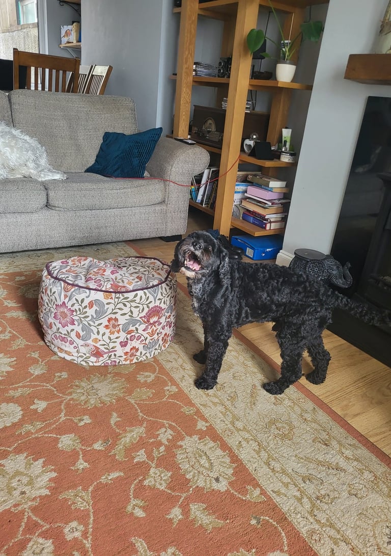 Taffy - Cavapoo happily playing in the lounge.