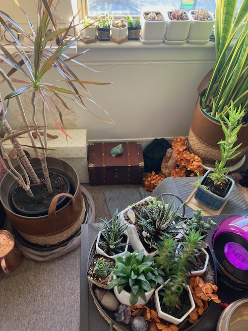 Dr Josie Valderrama's Office - photo of session room plants & window overlooking 21st & Mission St