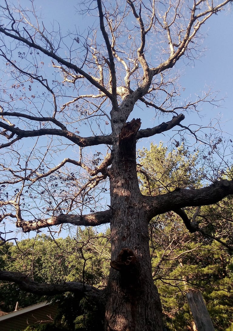 Rotten old oak in Bloomington