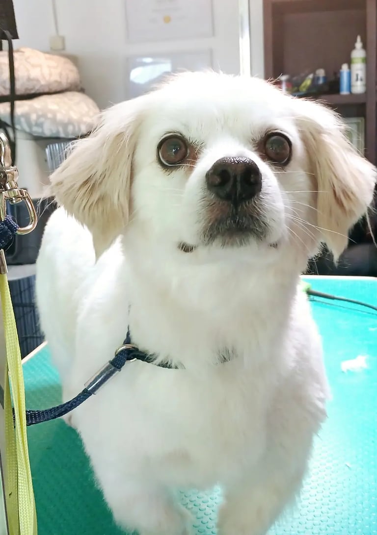 a groomed dog is standing on a green mat