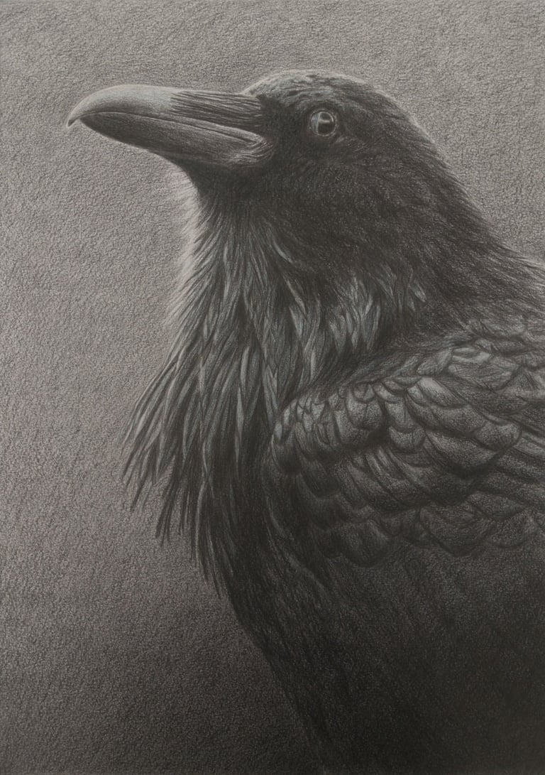 a black and white drawing of a raven