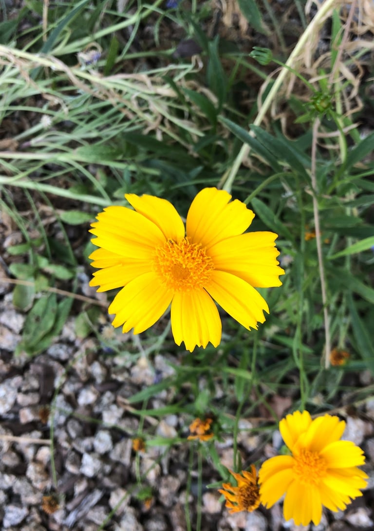 Vibrant yellow coreopsis wildflower with delicate petals, surrounded by green foliage and small gray pebbles.