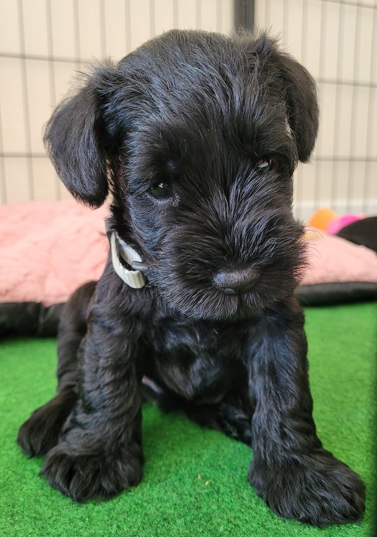 Bébé Schnauzer dans parc à chiots