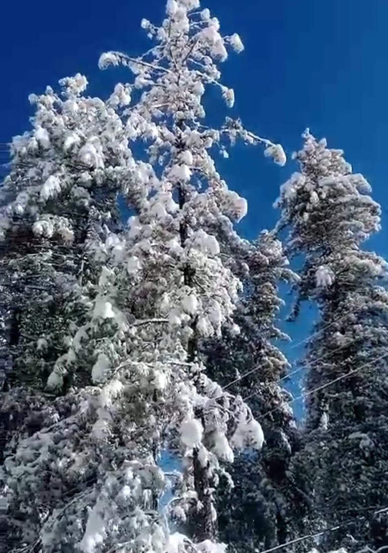 Tree covered with snow at nathiagali in winters