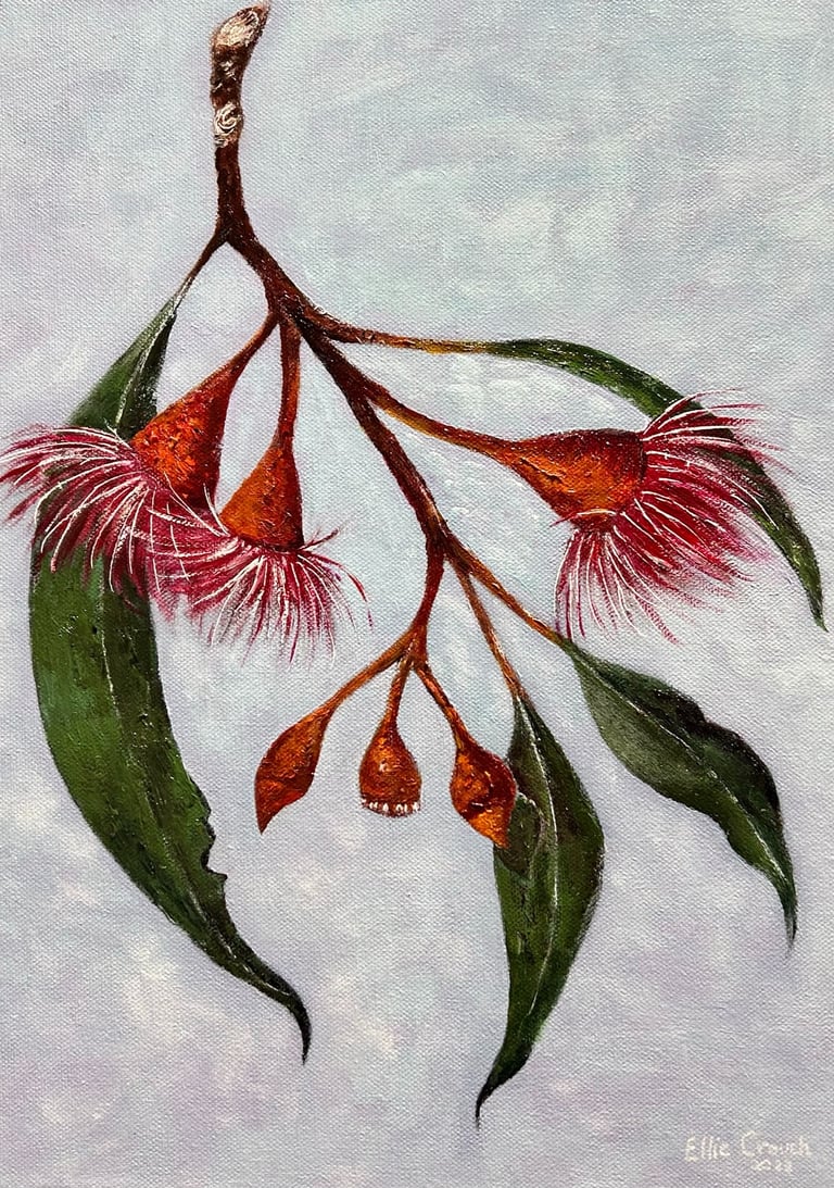 Eucalyptus blossoms painted in Acrylic