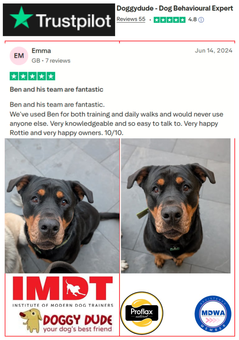Five-star client feedback for Doggy Dude group dog walking and pet care services in Hollins.