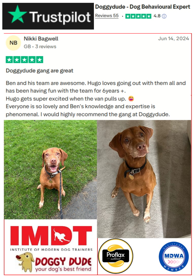 Professional group dog walking services in Whitefield, Hollins, and Unsworth.