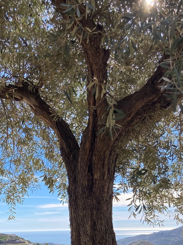 Olive tree with sunlight filtering through leaves, coastal landscape in background.