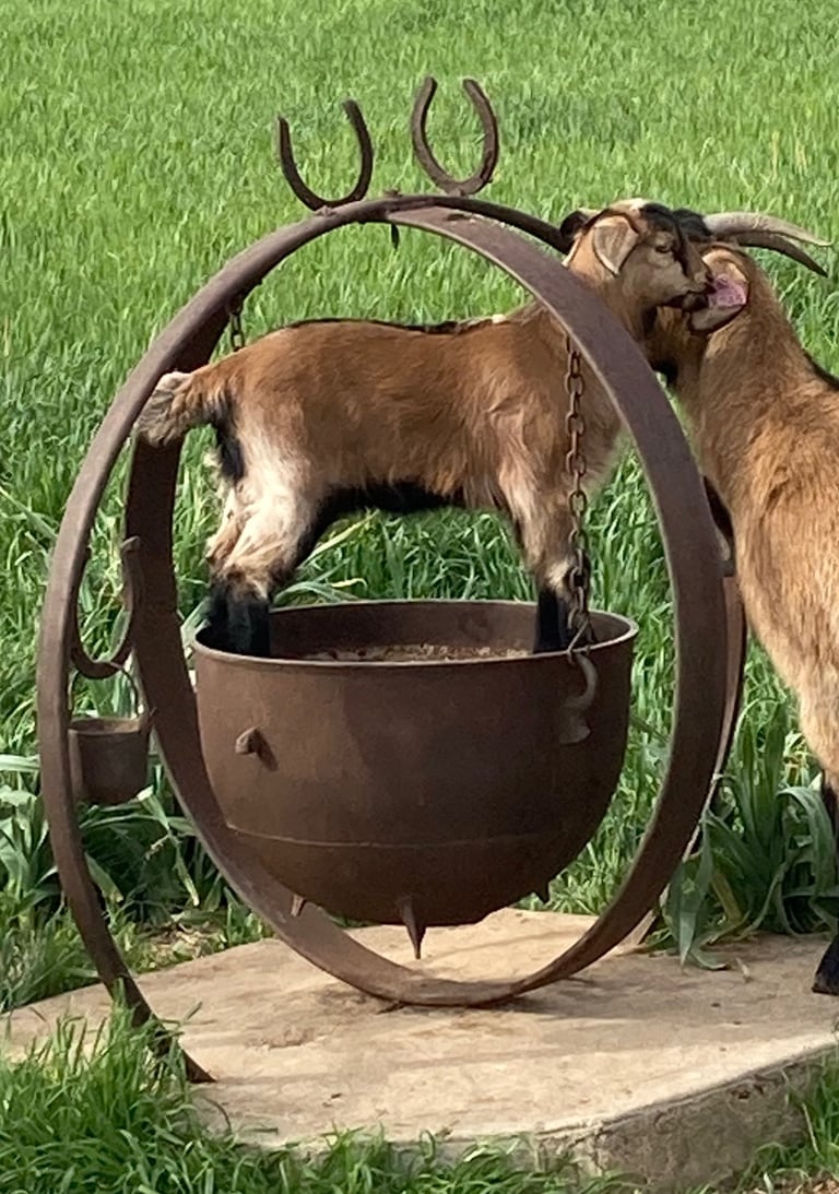 Heritage Texas Range Goat doeling.