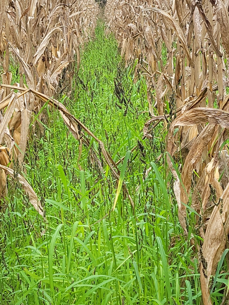 corn overseeded with japanese millet for cover crop and enhanced waterfowl habitat