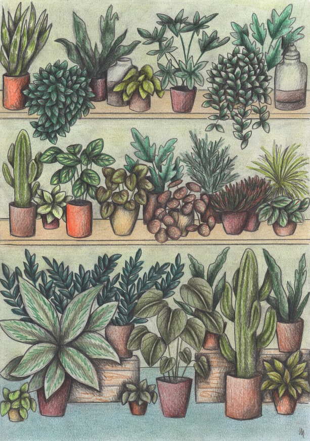 Hand-drawn illustration of a plants shop full of potted plants