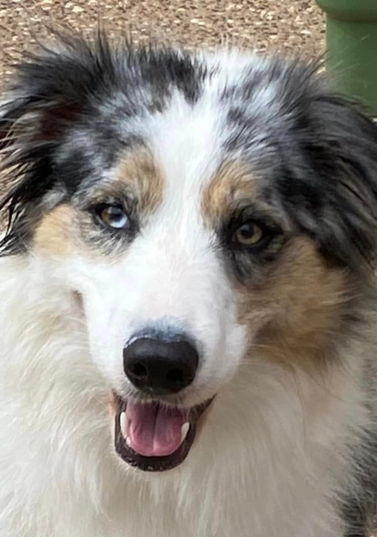 tri blue merle border collie mum 