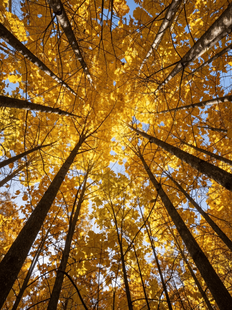 A low angle shot looking straight up into the forest canopy during fall, golden sunlight through yellow leaves and dark branches, North American wilderness.