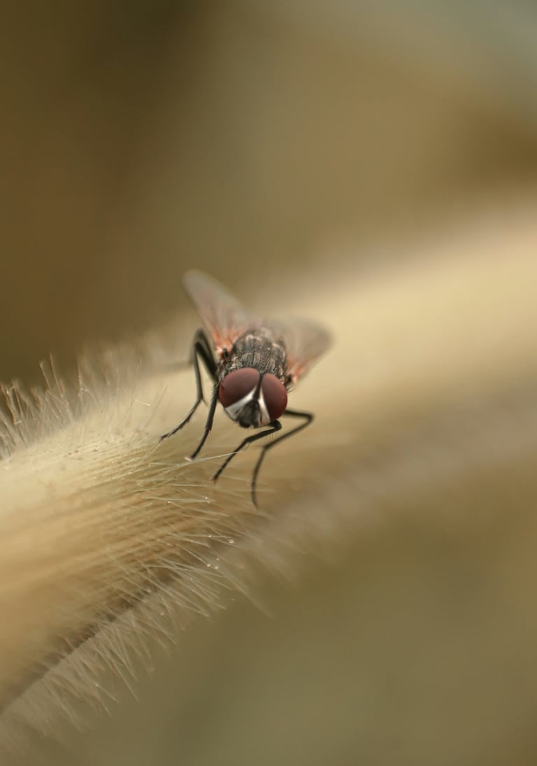 Mosca.