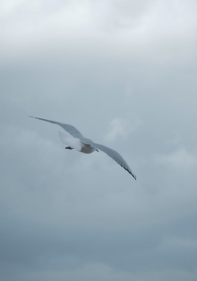 a bird flying in the sky with a cloudy sky