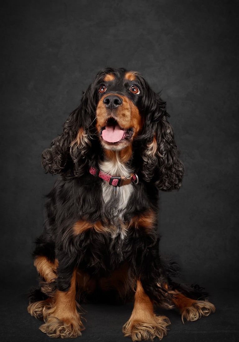 Black and tan English Cocker Spaniel with long wavy ears sitting against a dark background.