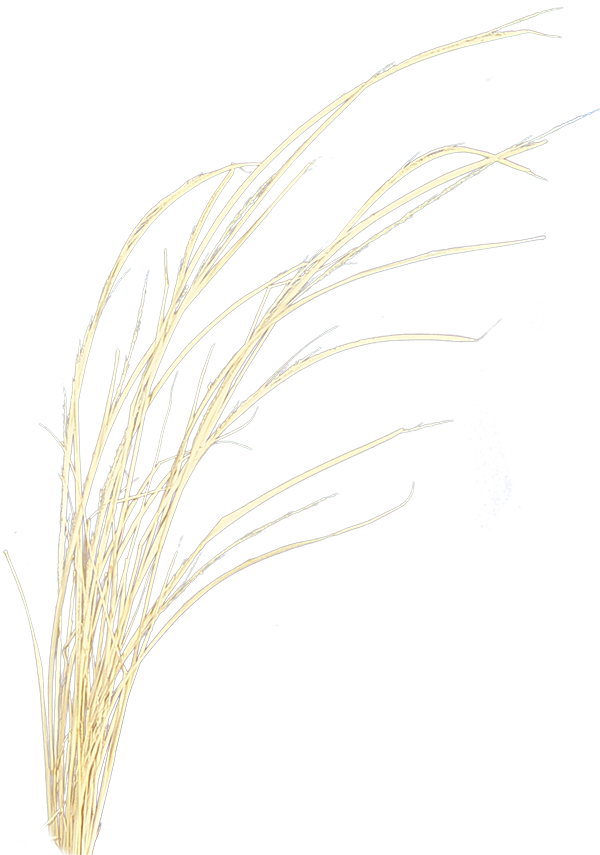 Texas wheat grass masked