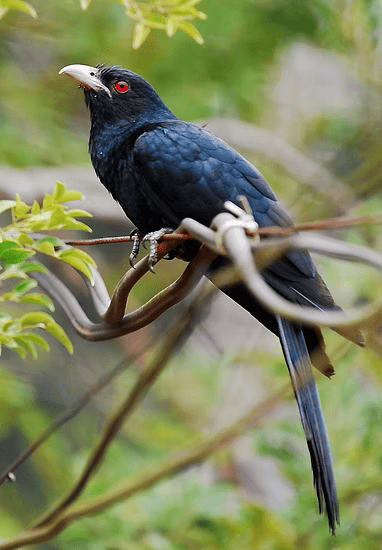 The male Asian Koel - shut uuuuuuuuuppppp!!!