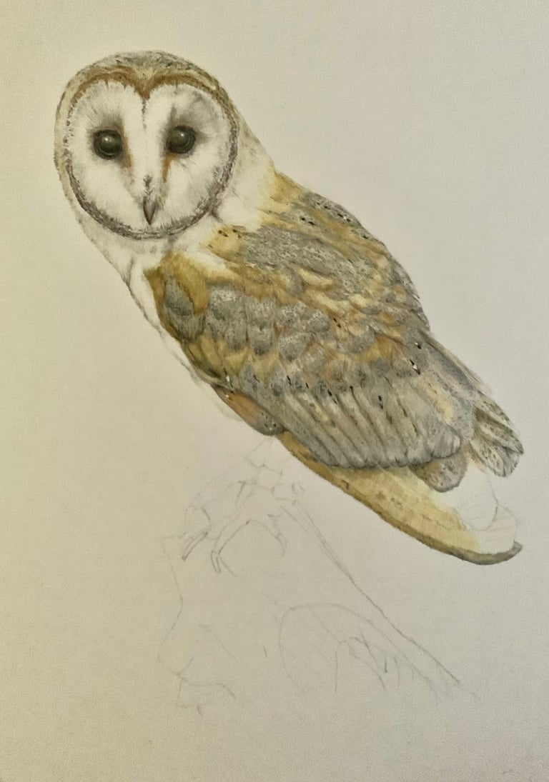 Owl