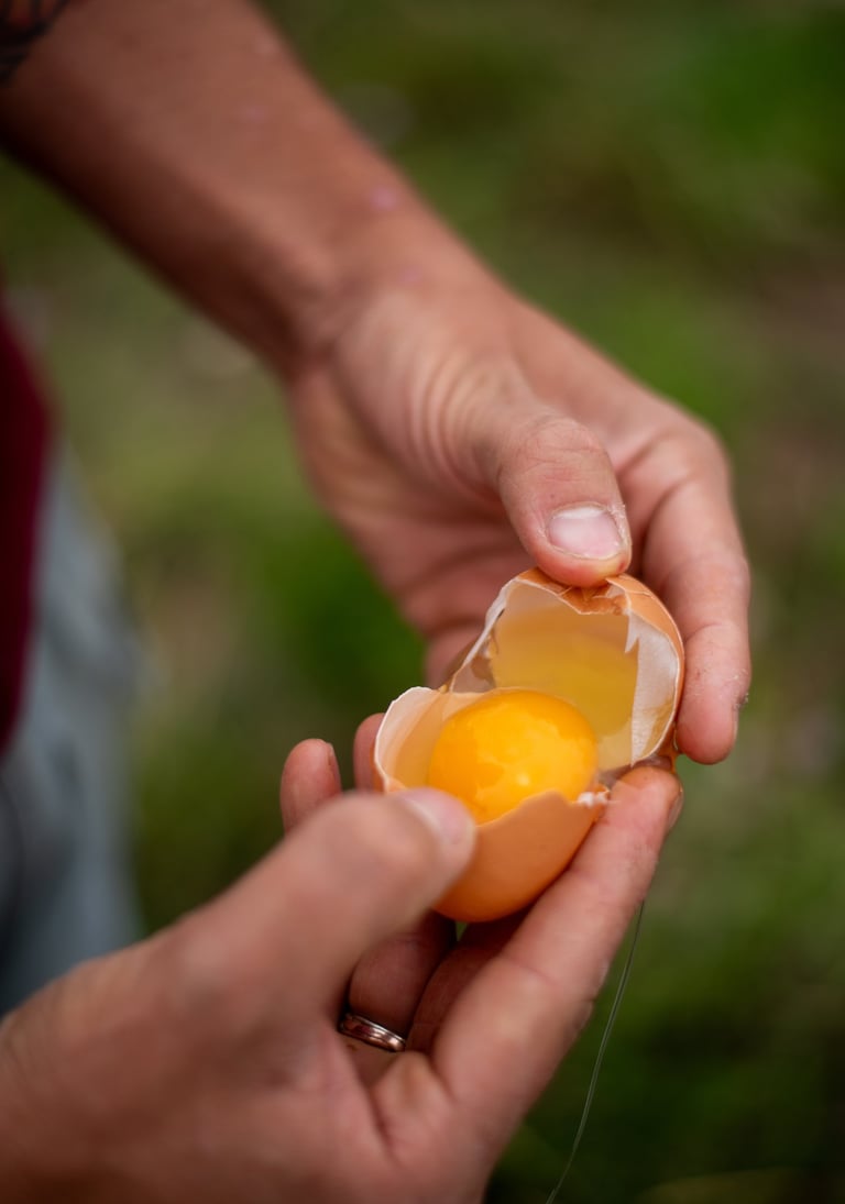yellow yolk organic pastured egg