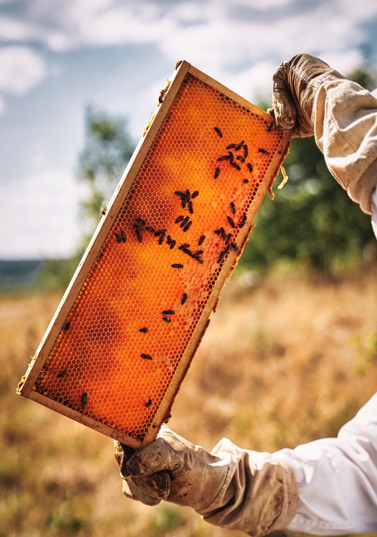 Honigwabe mit darauf sitzende Bienen