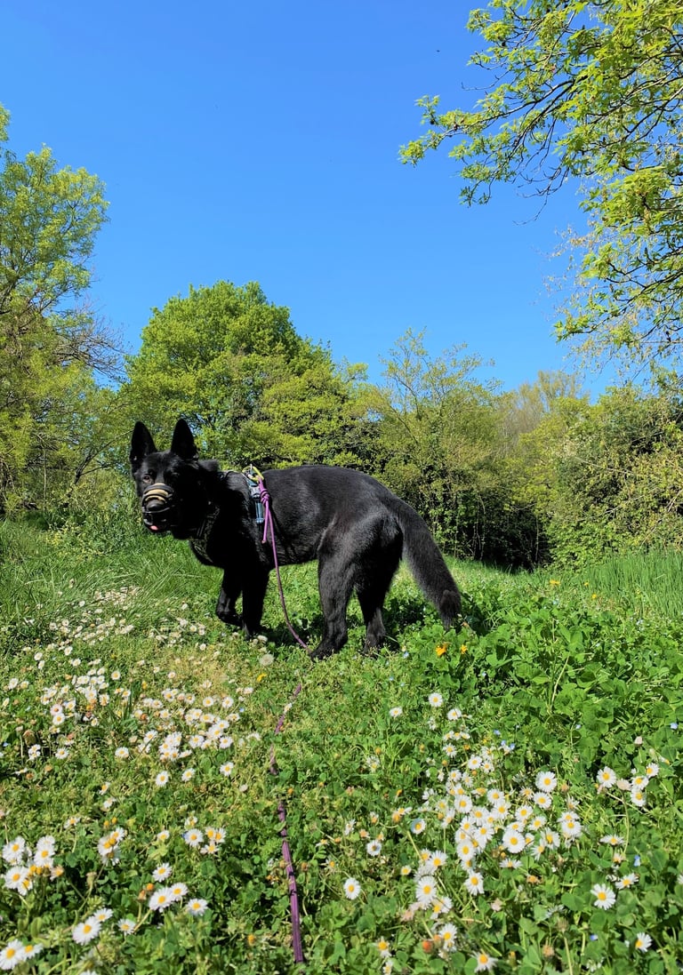 a black german shepherd is standing in the flowers