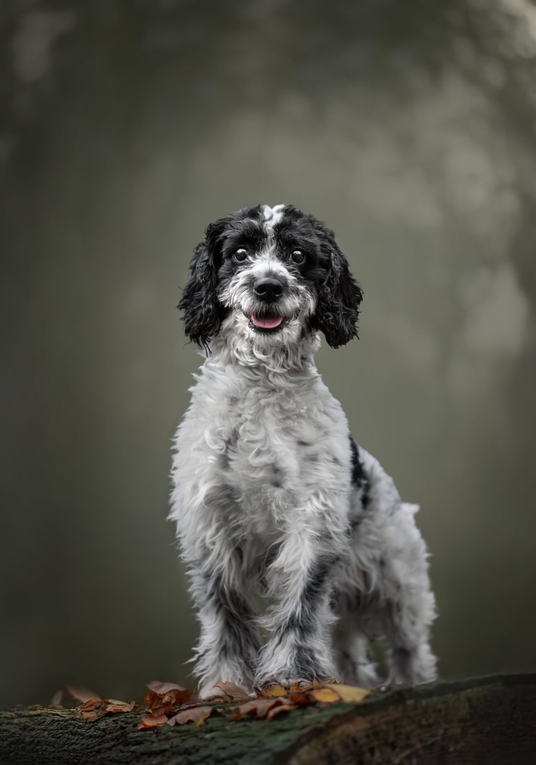 A small fluffy dog sitting on a log pet photography in Wakefield
