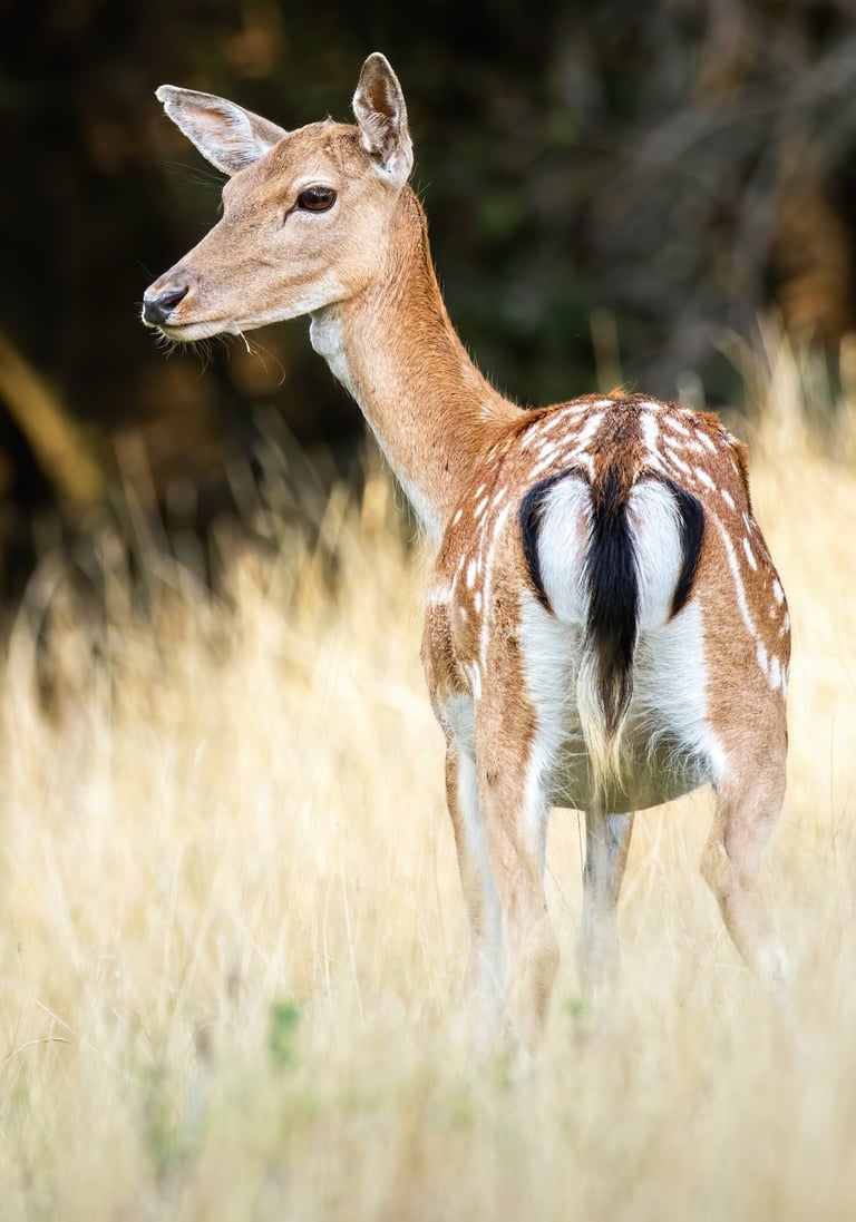 Female Fallow Deer