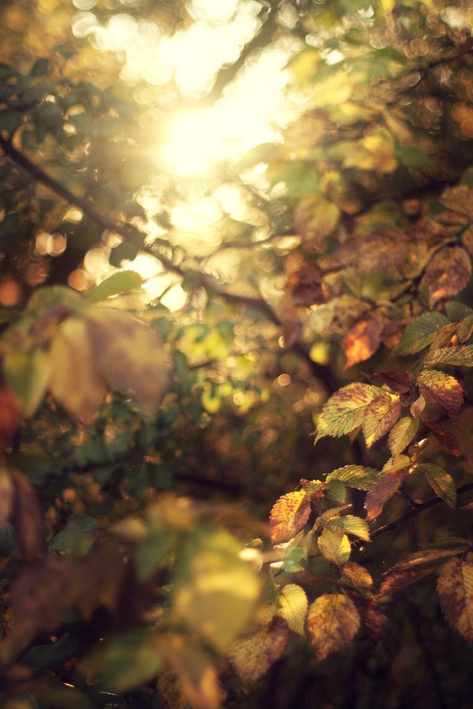 early autumn