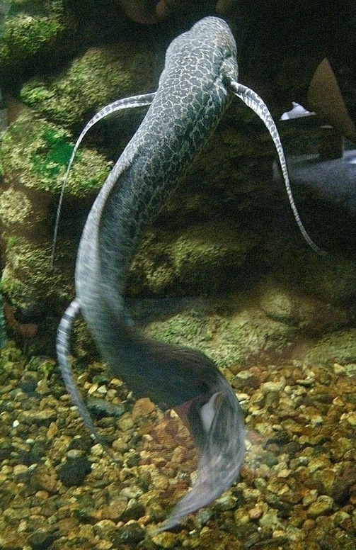 Marbled lungfish (Protopterus aethiopicus) https://en.wikipedia.org/wiki/Lungfish