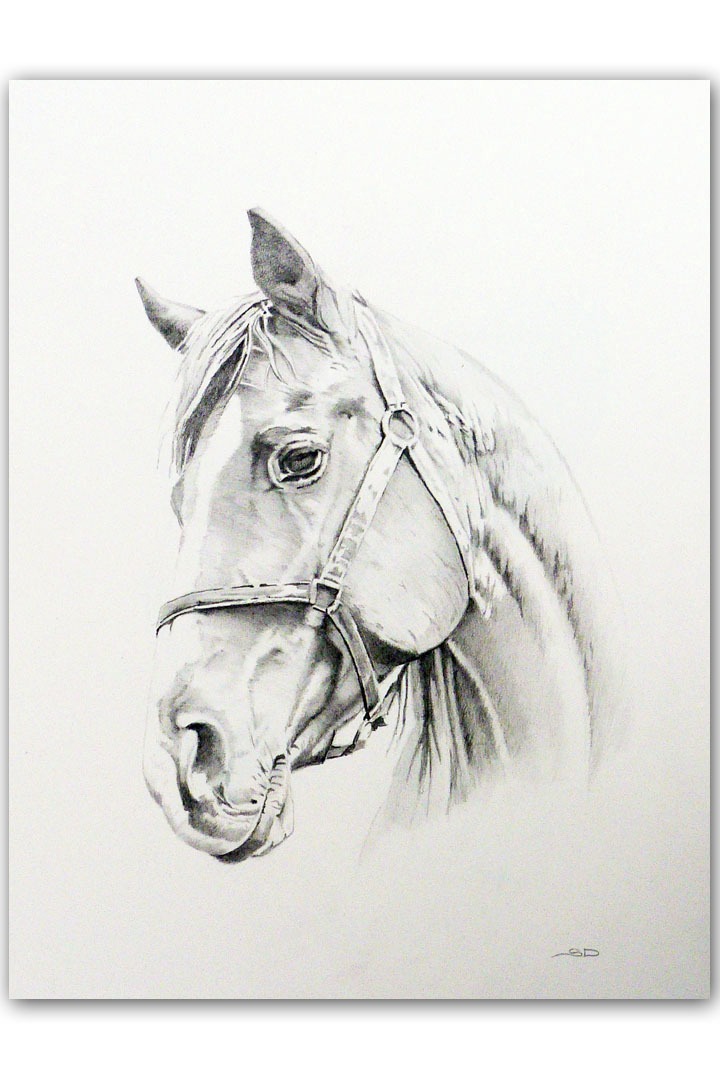 Custom horse portrait, hand drawn using graphite pencil 